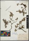 Foto von Salix alpina Scop.